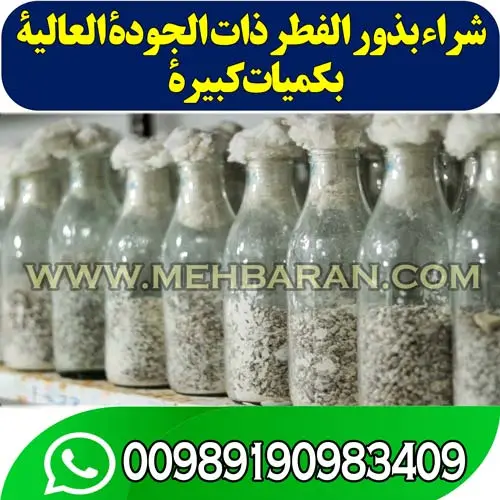 شراء بذور الفطر في العراق 009190983409 تصویر 1