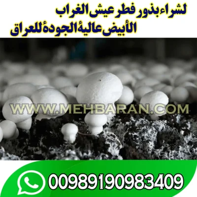 لشراء بذور فطر عيش الغراب الأبيض عالية الجودة للعراق 00989190983409