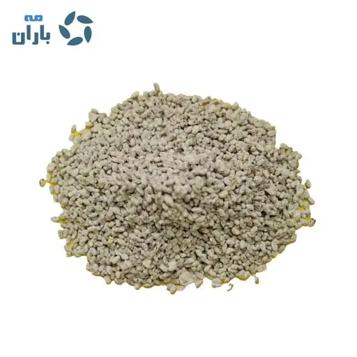 بذر قارچ دکمه ای - Image 2