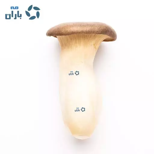 بذر قارچ ارینجی شاه صدف - Image 2